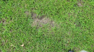 Environment Managment