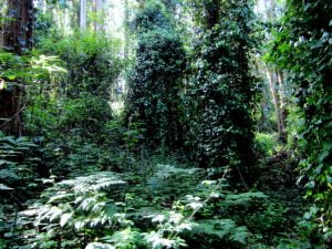 Forest Diversity