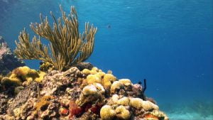 Marine Ecological Studies 2