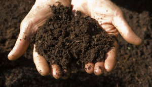 Soil Analysis